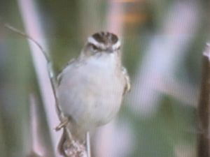 Fågel eller innebandy?