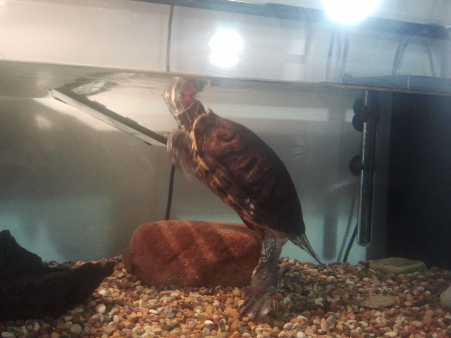 Snart ska Melli få mat och då ska hon ut från akvariet en stund.