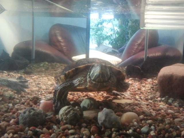 "Ska jag eller ska jag inte bekanta mig med den där figuren på andra sidan glaset" verkar Melli tänka.