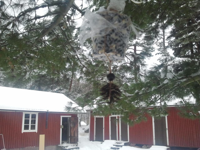 Hoppas fåglarna gillar blandningen av talg och frön.