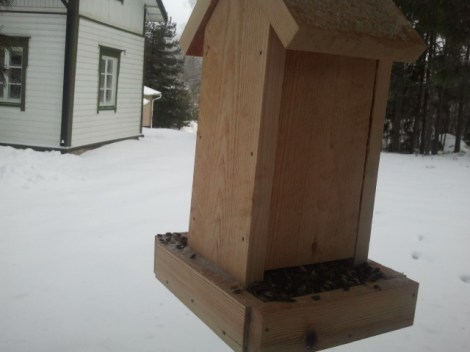 Solrosfrön är nya på menyn på vår fågelrestaurang.