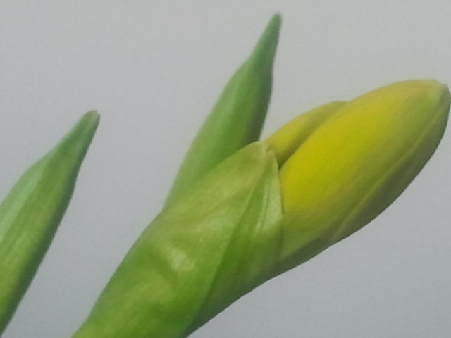 Snart slår de ut och blir gula små blommor.