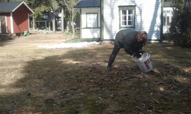 Har jobbat en timme och än finns det många kottar kvar.