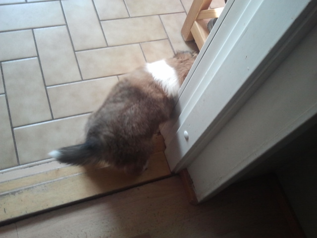 Här visar hunden bara baken åt mig. Tji fick du, tror jag han säger.