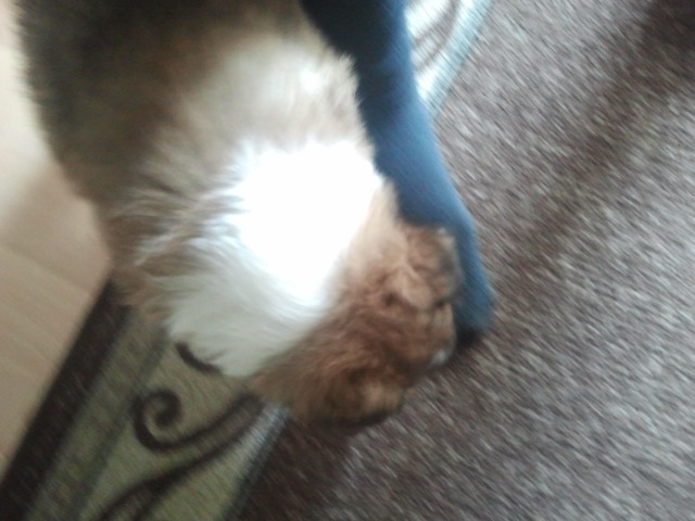 Ett ben som en hund gillar är väl ett hundben?