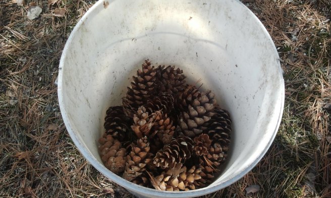 De stora kottarna var lätta att plocka men det fanns massor av små också.