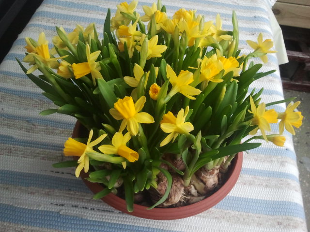 Fick de här blommorna av svärmor och svärfar från Sverige för en dryg vecka sedan. De är fortfarande så här fina på balkongen. Jag har inte vattnat dem, de lär bara bli rangliga då.