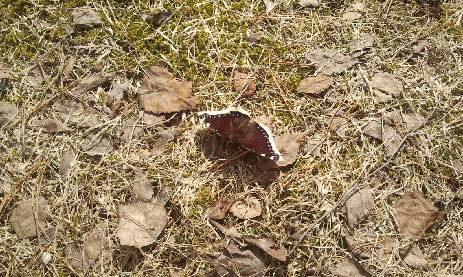 Sorgmanteln poserade på begäran för mig.