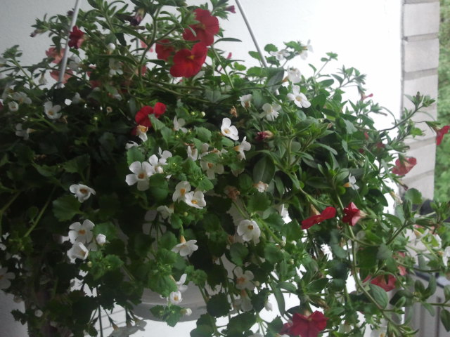 ... och en blomma som nu pryder balkongen men senare kommer att tas till kioskens terrass.