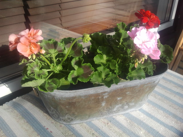 De tre första blommorna på balkongen.