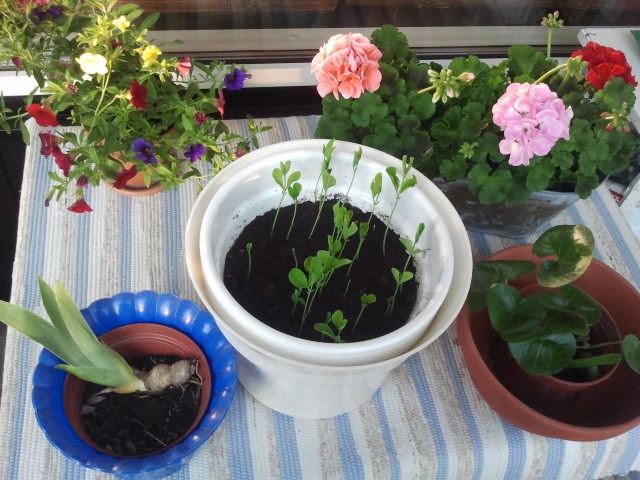 Snart flyttas de här växterna till annan plats.