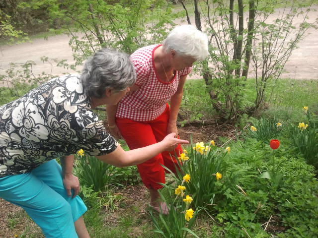 Faster Aster och svärmor kollar grödorna. Här kommer allt möjligt upp, år efter år.
