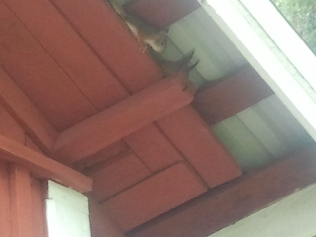 Under lidertaket bor en ekorrfamilj. Vi har inte lyckats klura ut hur stor den är. Mamma och pappa? Antal ungar? Men livat går det till.