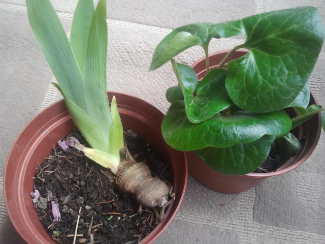 Från Annelis gård köpte jag två plantor. Iris och hasselört. Pengarna går till Siws barnhem Corazon Grande i Bolivia. Fint initiativ av Anneli.