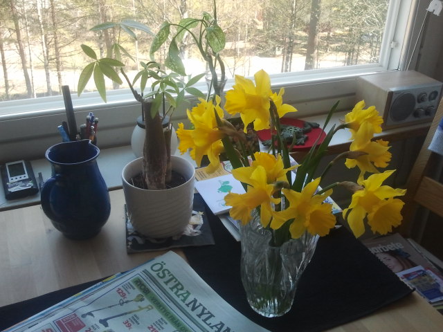 Påskliljorna är ännu så här fina.