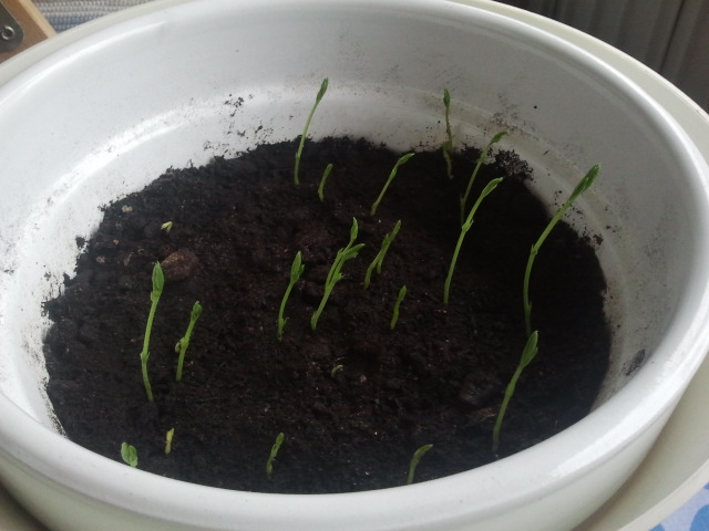 Här är det luktärter på kommande!