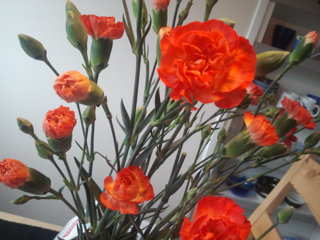Av Guuben fick jag de här vackra nejlikorna. De brukar hålla länge.
