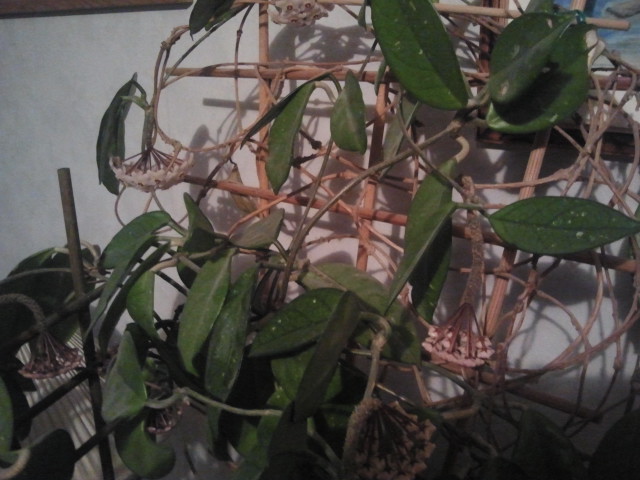 Porslinsblommans första blomning i år.