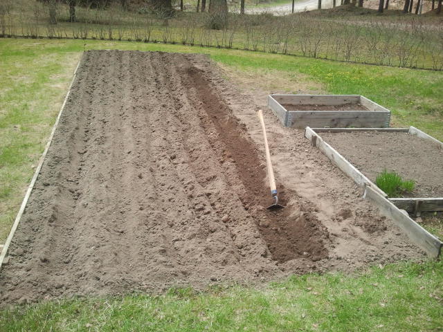 Snart ska sättpotatisen ner här.