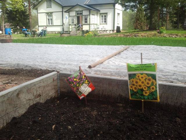 Här planterade jag solrosor i dag. De ska bli sisådär 80 cm höga så jag tror de klarar sig utan spaljé.