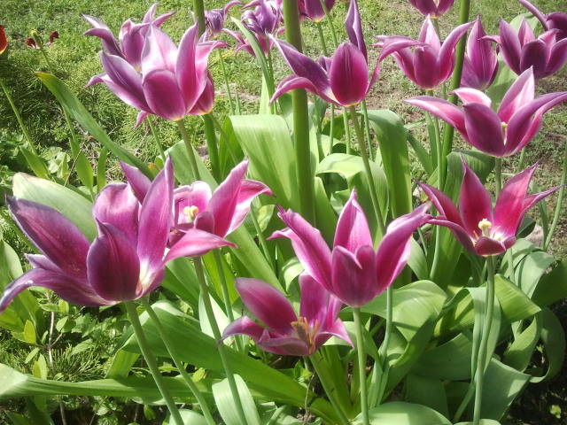Fråga mig inte vilka tulpaner det här är, men fina är de - och bara en del av blomsterprakten i Konungsdammens trädgård.