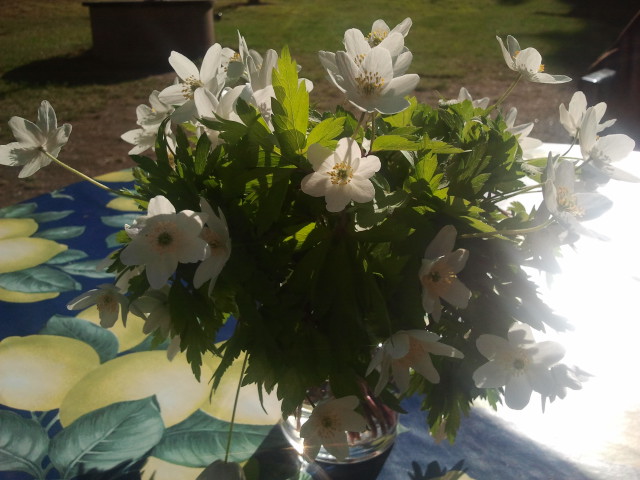 Blommor som svärmor plockat och lagt på bordet i trädgården på Kretsgången.