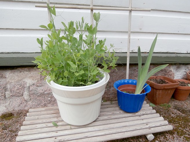 Luktärterna har blivit så här höga. Till höger irisen som jag kanske borde plantera ut i en blombänk?