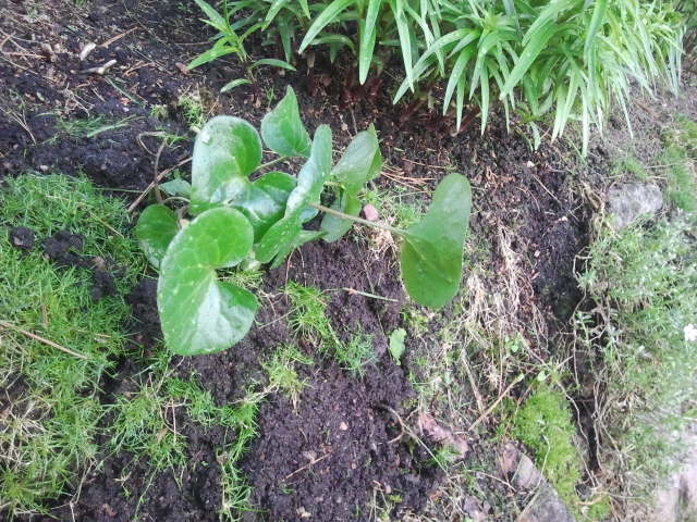 Hasselörten är nu ute i det fria.