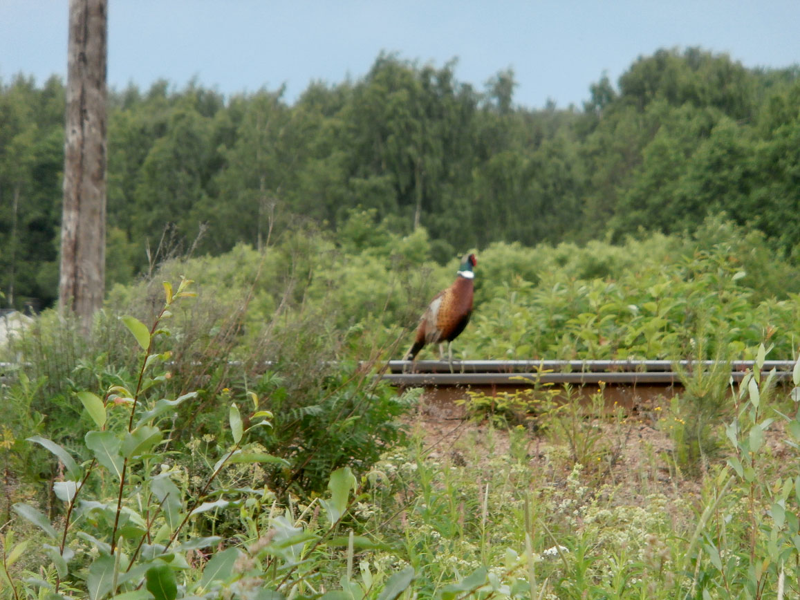 I morse sken solen och vi tog en omväg till affären. Fick syn på en fågel som kommit något på spåret - hahaa! Tror inte att den har tappat spåret.