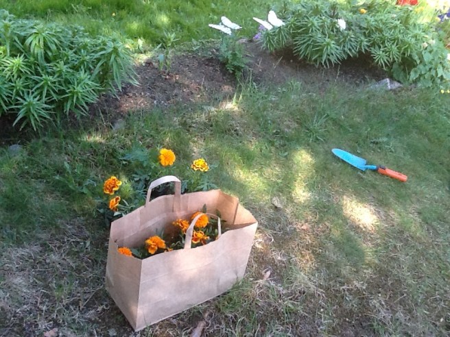 En del av de här blommorna planterade vi på förmiddagen, resten planteras på kvällen då skuggan nått planteringsstället.