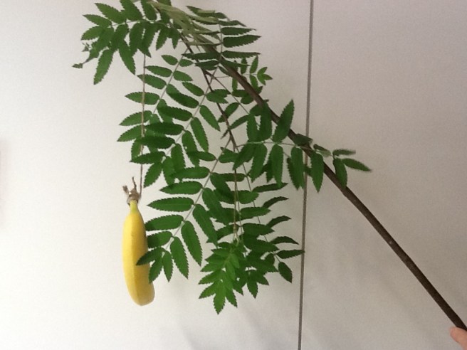 Ett äkta Lovisa-bananträd...........