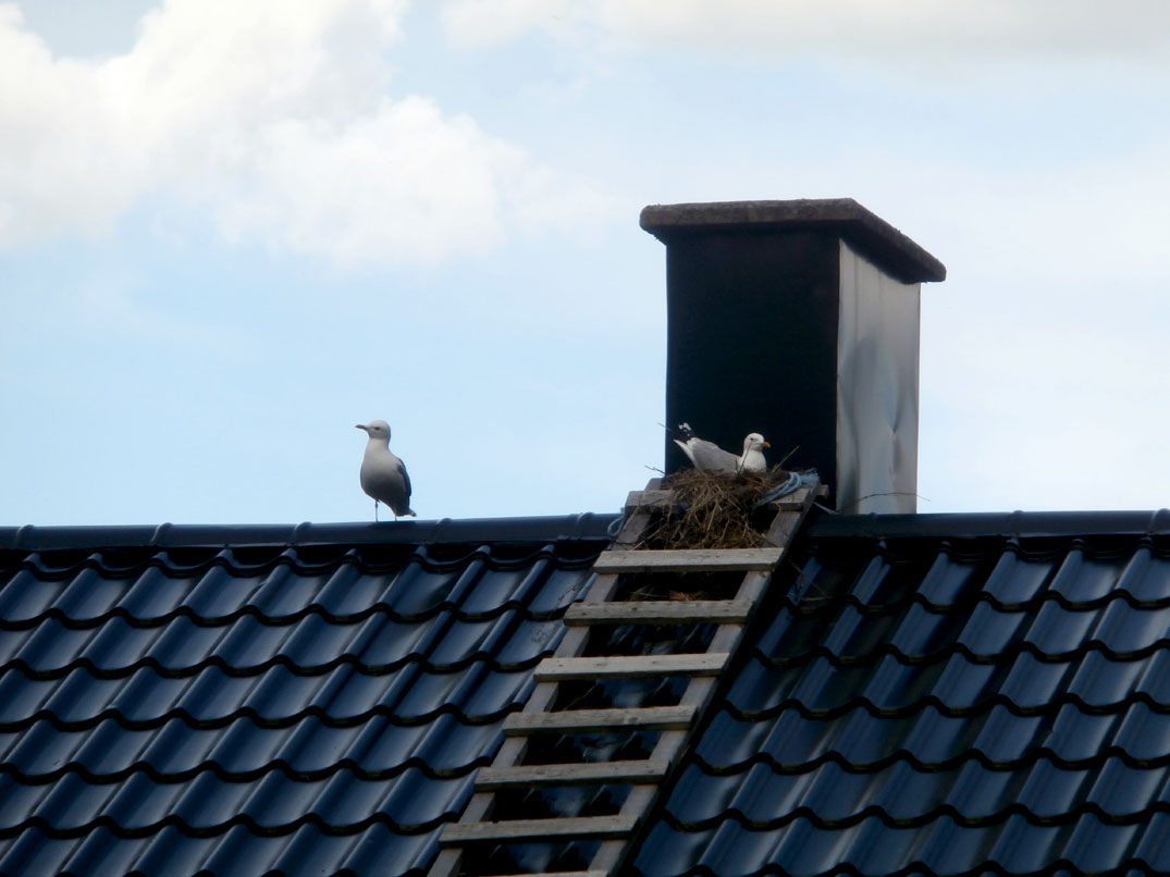 Det här boet har byggts på ett par dagar, och nu ruvar honan. Det här boet har byggts på ett par dagar, och nu ruvar honan.
