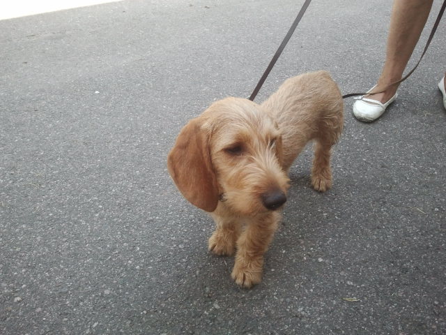 Har alldeles i dagarna stiftat bekantskap med Gustav, 4 månader. I dag besökte han och Helena kiosken.