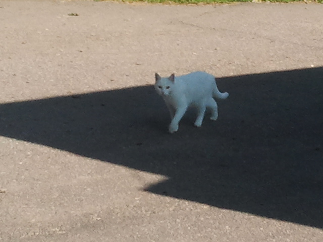 Den här katten går nästan dagligen förbi vår kiosk, ofta i hopp om att hitta små möss i skogen.