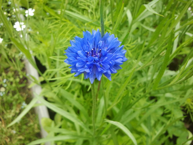 Är det här en krasse eller en blåklint "Blue boy"?
