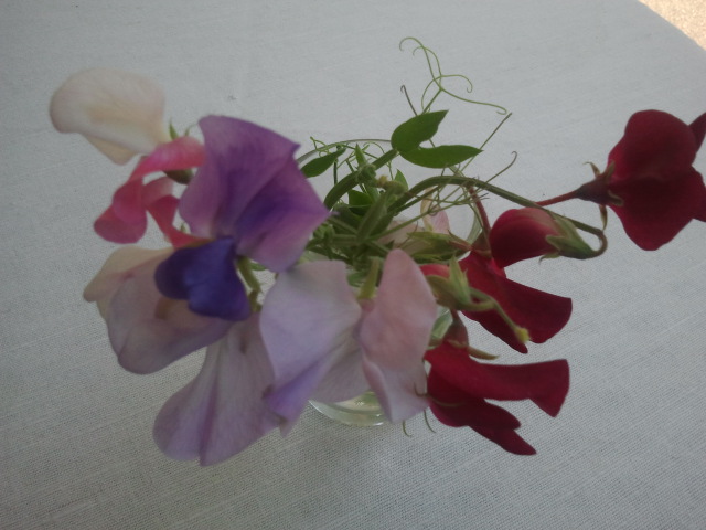 Äntligen har luktärterna börjat blomma, dem jag skrev om tidigare här på bloggen. Det dröjde ungefär två månader från frö till blomma.