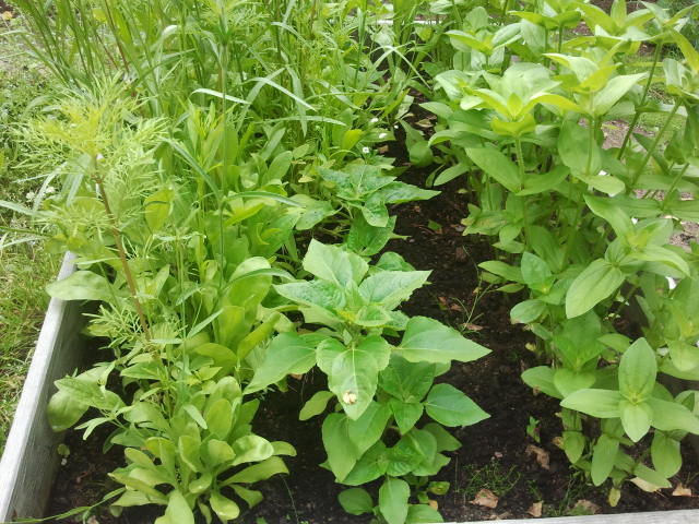 I mitten i den här blombänken där vi sått olika slags blommor kommer solrosorna upp. De ska bli ungefär 80 cm höga.
