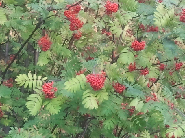 Rönnbärsklasar, rakt av.