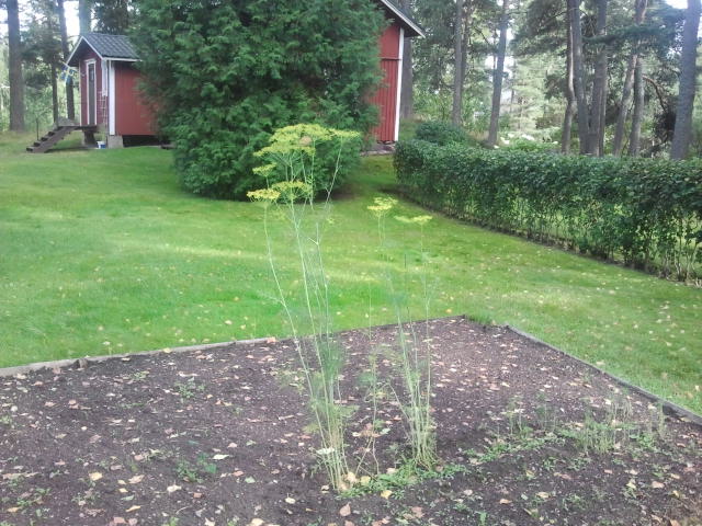 Den här dillen kunde jag bara inte låta bli att fotografera, en sådan jätte :-)