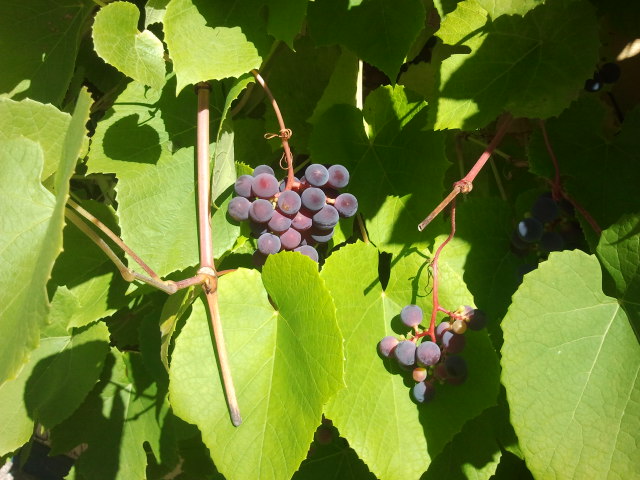 Eller vad sägs om en dam som får vindruvor att växa i södra Finland? Ovanligt eller inte? För mig var det i alla fall första gången jag såg sådana utomhus på våra breddgrader. För de här växer inte i ett växthus.