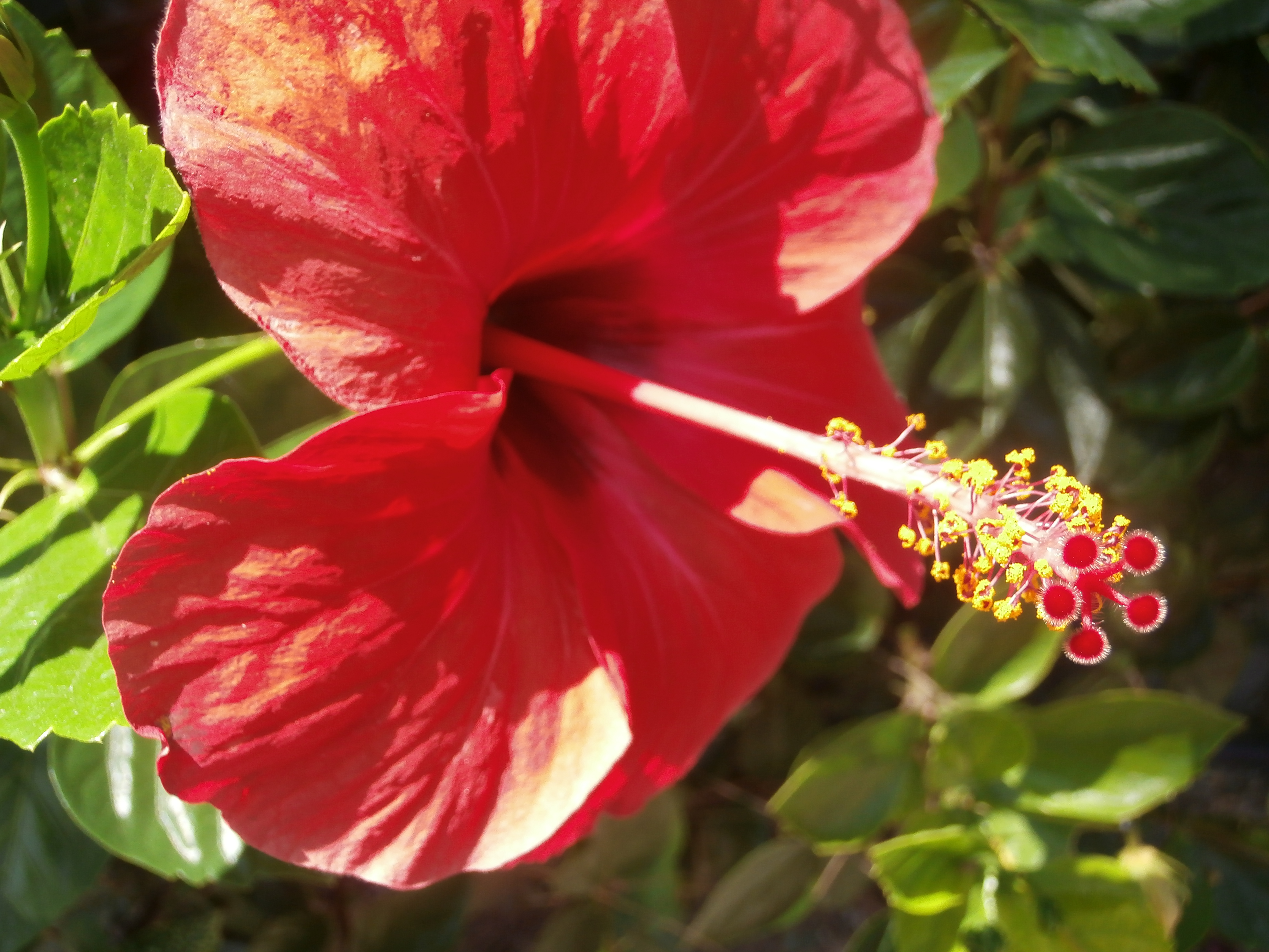 OLYMPUS DIGITAL CAMERA