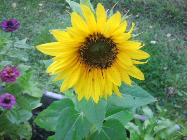 Och nu har den första minisolrosen slagit ut. Fler är på kommande.