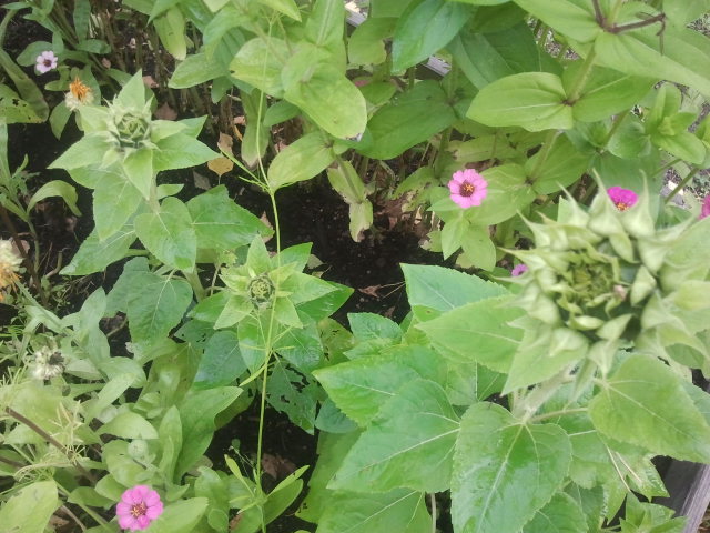 Visst är det alltid lika fantastiskt, då små frön förvandlas till växter!