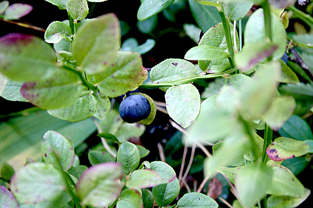 Hej hallå, jag finns här! Ropade höstens sista bär. Låt mig gärna ligga kvar, jag så skönt i solen har.