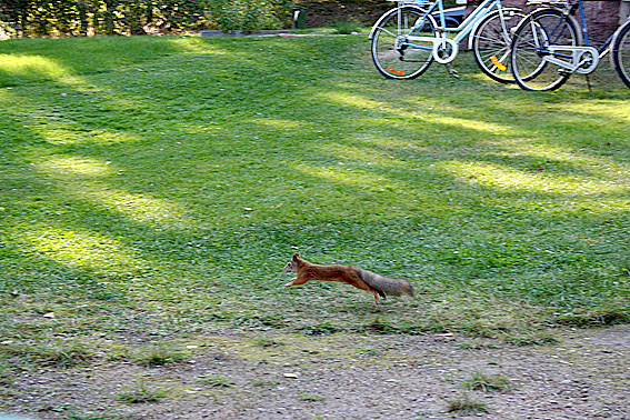 Hej jag heter Elof Ekorre. Jag bor på Kretsgången i Lovisa och är här på väg till mitt favoritmatställe. Tallen Mitt på Gården.