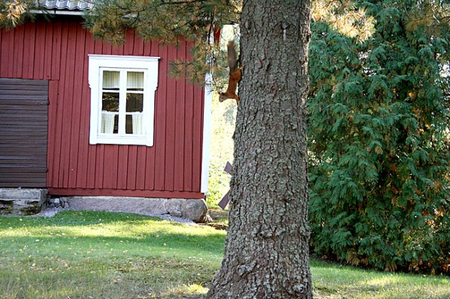 Efter att ha suttit uppe i tallen och smaskat kottar en god stund är jag mätt och belåten. Såg några fåniga människor stå och spana under trädet en god stund. En av dem hotade med att slå läger under tallen. Hörde människan säga "ekorren har ju ingen väg att fly, nån gång måste han ju komma ner och då får vi en bild av honom". Jag i min tur tänkte "okay då, jag sitter här tills det blir vinter, matlagret sinar inte". Människan gav upp först. Här är jag på väg ner från matförrådet.