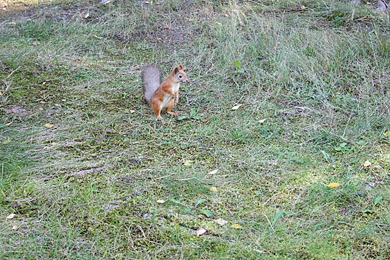 Människan gav sig icke. Så jag bestämde mig för att spela rollen som Berömde Börje.