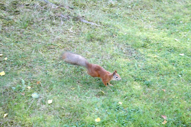 Stilstudie av Börje, alias Elof Ekorre. Varsågoda.