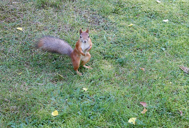 Talking to me? Eller vill du gå en boxningsmatch? Nä, nu får det räcka. Inte ens Börje tycker det här är kul.