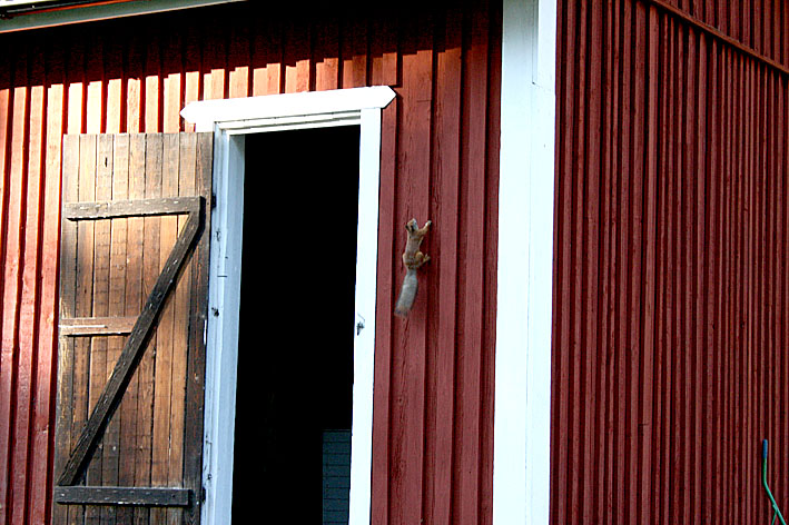 Bäst att dra hemåt innan mörkret faller. Allt har sin tid. Brännvinet är slut, så också Elof Börje Ekorres story - för den här gången.